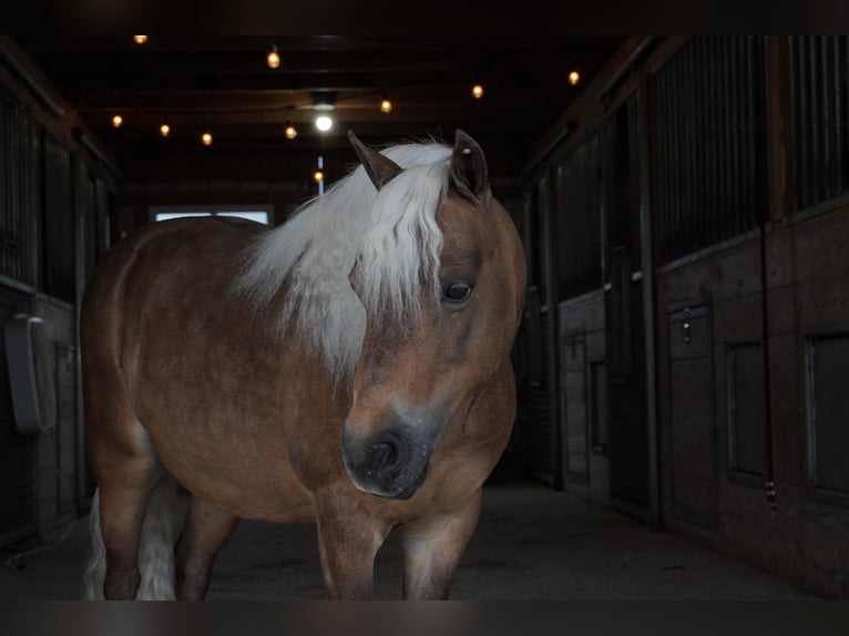 Weitere Ponys/Kleinpferde Wallach 8 Jahre 99 cm Buckskin in Fredericksburg