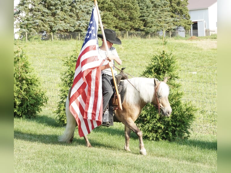 Weitere Ponys/Kleinpferde Wallach 8 Jahre 99 cm Buckskin in Fredericksburg