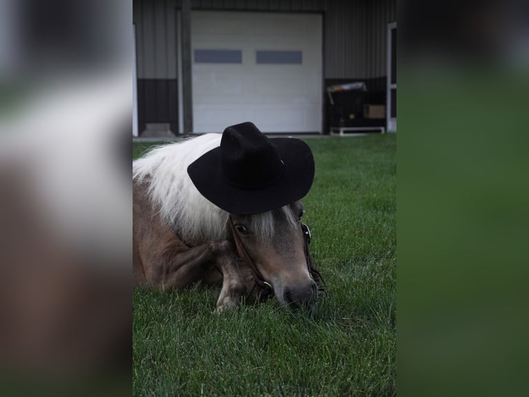 Weitere Ponys/Kleinpferde Wallach 8 Jahre 99 cm Buckskin in Fredericksburg