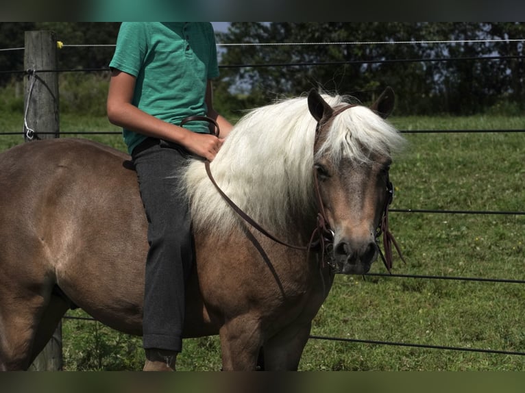Weitere Ponys/Kleinpferde Wallach 8 Jahre 99 cm Buckskin in Fredericksburg