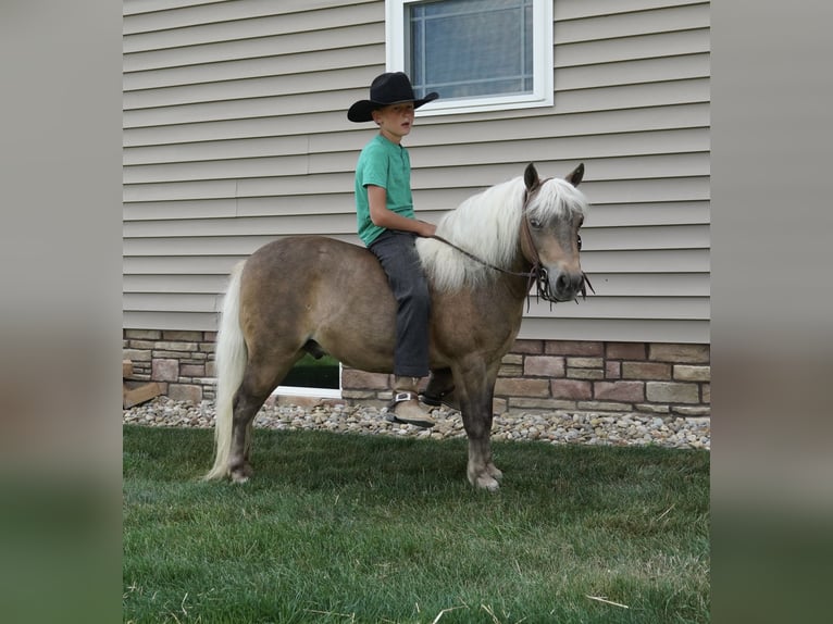 Weitere Ponys/Kleinpferde Wallach 8 Jahre 99 cm Buckskin in Fredericksburg
