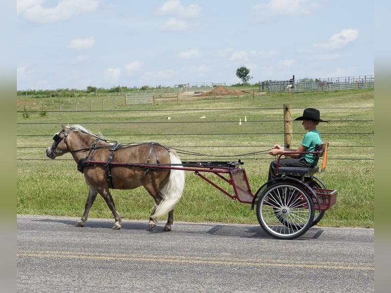 Weitere Ponys/Kleinpferde Wallach 8 Jahre 99 cm Buckskin in Fredericksburg