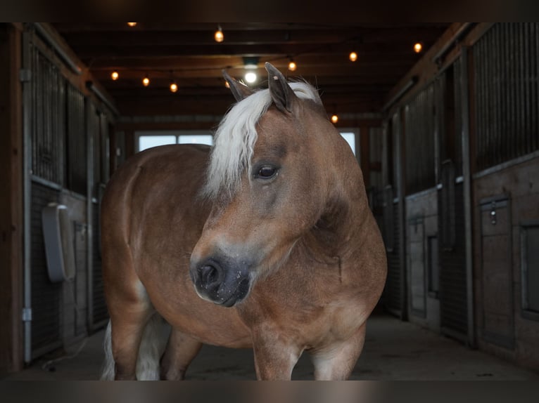 Weitere Ponys/Kleinpferde Wallach 8 Jahre 99 cm Buckskin in Fredericksburg