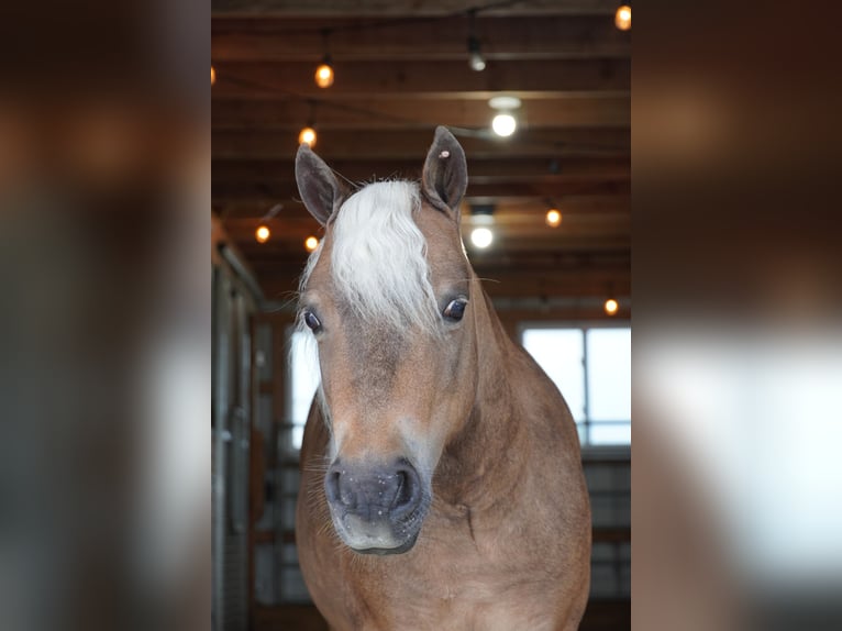 Weitere Ponys/Kleinpferde Wallach 8 Jahre 99 cm Buckskin in Fredericksburg