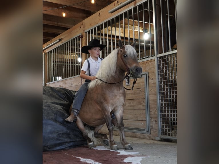 Weitere Ponys/Kleinpferde Wallach 8 Jahre 99 cm Buckskin in Fredericksburg