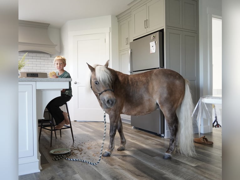 Weitere Ponys/Kleinpferde Wallach 8 Jahre 99 cm Buckskin in Fredericksburg
