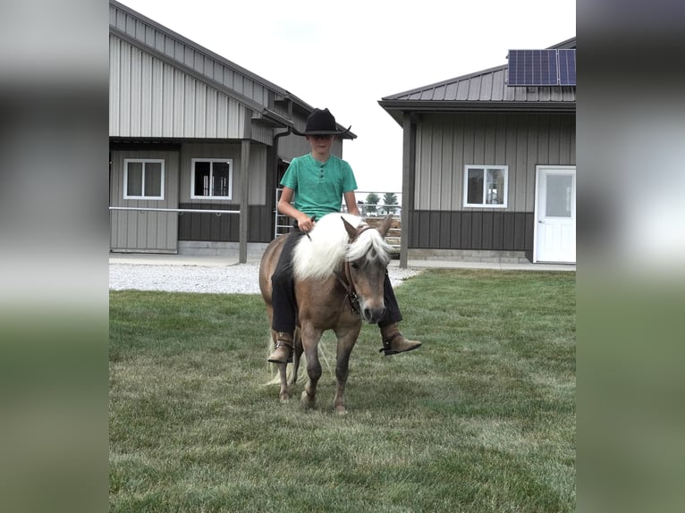 Weitere Ponys/Kleinpferde Wallach 8 Jahre 99 cm Buckskin in Fredericksburg