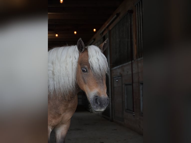 Weitere Ponys/Kleinpferde Wallach 8 Jahre 99 cm Buckskin in Fredericksburg