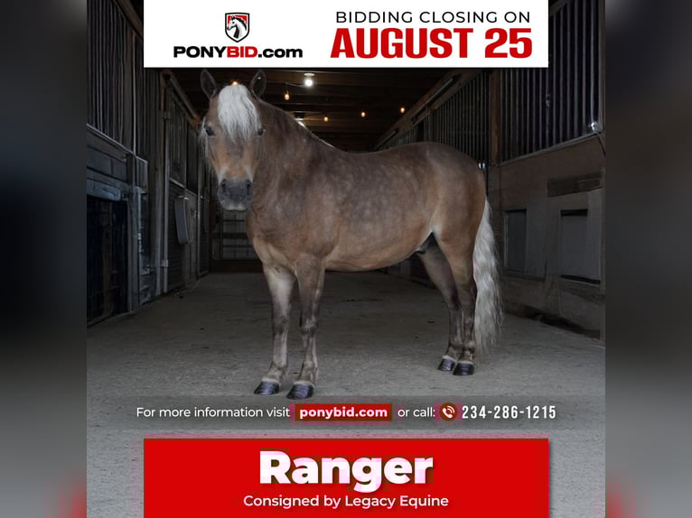 Weitere Ponys/Kleinpferde Wallach 8 Jahre 99 cm Buckskin in Fredericksburg
