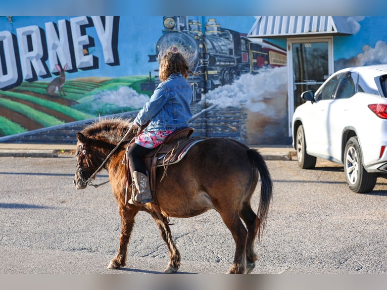 Weitere Ponys/Kleinpferde Wallach 9 Jahre 107 cm Rotbrauner in Forney