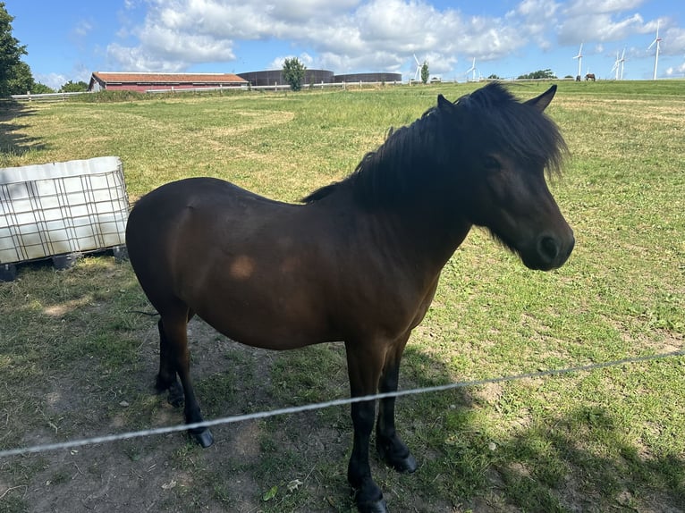 Weitere Ponys/Kleinpferde Mix Wallach 9 Jahre 108 cm Brauner in Westhausen