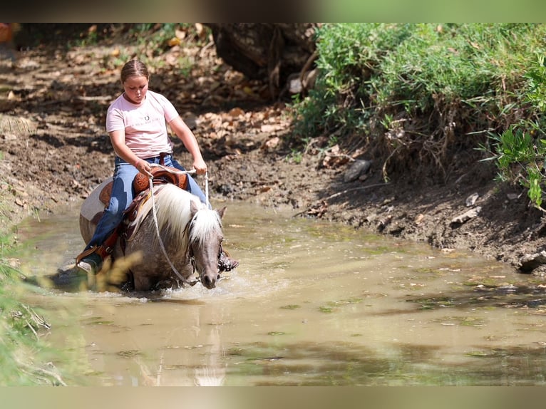 Weitere Ponys/Kleinpferde Wallach 9 Jahre 112 cm Buckskin in Forney