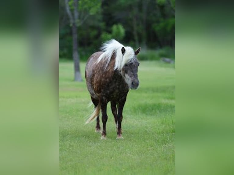 Weitere Ponys/Kleinpferde Wallach 9 Jahre 112 cm Buckskin in Forney