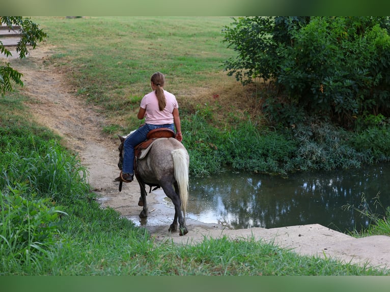 Weitere Ponys/Kleinpferde Wallach 9 Jahre 112 cm Rotbrauner in Terrell