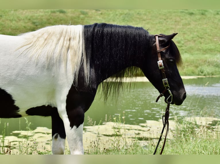 Weitere Ponys/Kleinpferde Wallach 9 Jahre 112 cm Schecke in Fresno, Oh