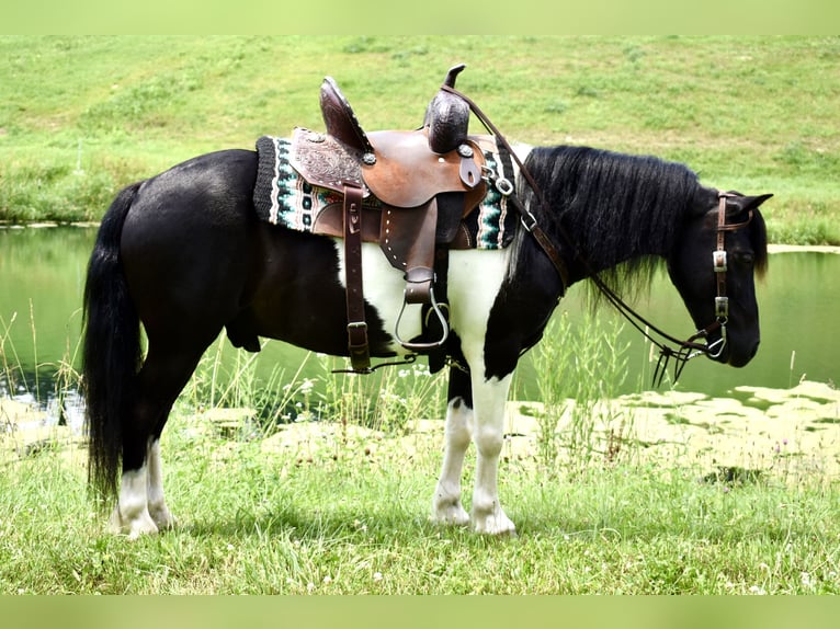 Weitere Ponys/Kleinpferde Wallach 9 Jahre 112 cm Schecke in Fresno, Oh
