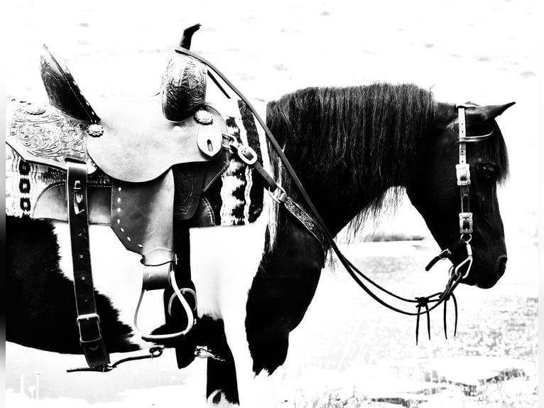 Weitere Ponys/Kleinpferde Wallach 9 Jahre 112 cm Schecke in Fresno, Oh
