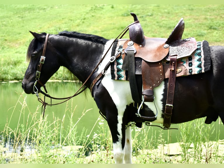 Weitere Ponys/Kleinpferde Wallach 9 Jahre 112 cm Schecke in Fresno, Oh