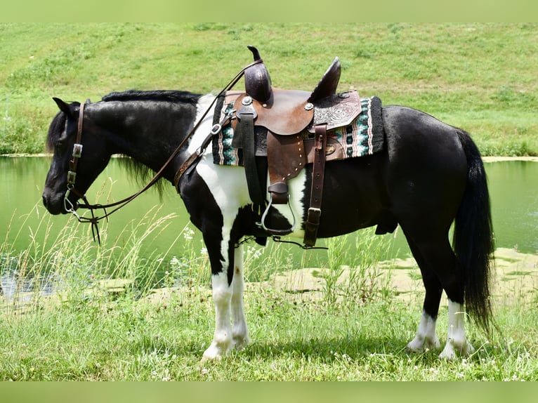 Weitere Ponys/Kleinpferde Wallach 9 Jahre 112 cm Schecke in Fresno, Oh
