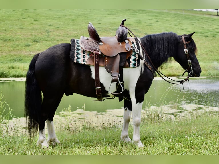 Weitere Ponys/Kleinpferde Wallach 9 Jahre 112 cm Schecke in Fresno, Oh
