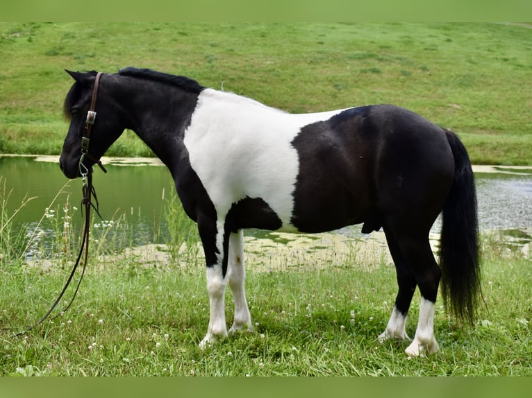 Weitere Ponys/Kleinpferde Wallach 9 Jahre 112 cm Schecke in Fresno, Oh