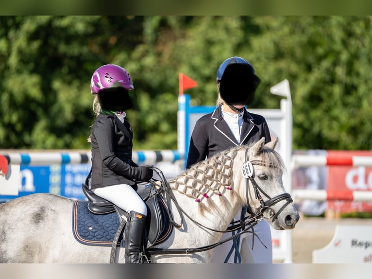Weitere Ponys/Kleinpferde Wallach 9 Jahre 113 cm Apfelschimmel in F&#xFC;rstenauF&#xFC;rstenau