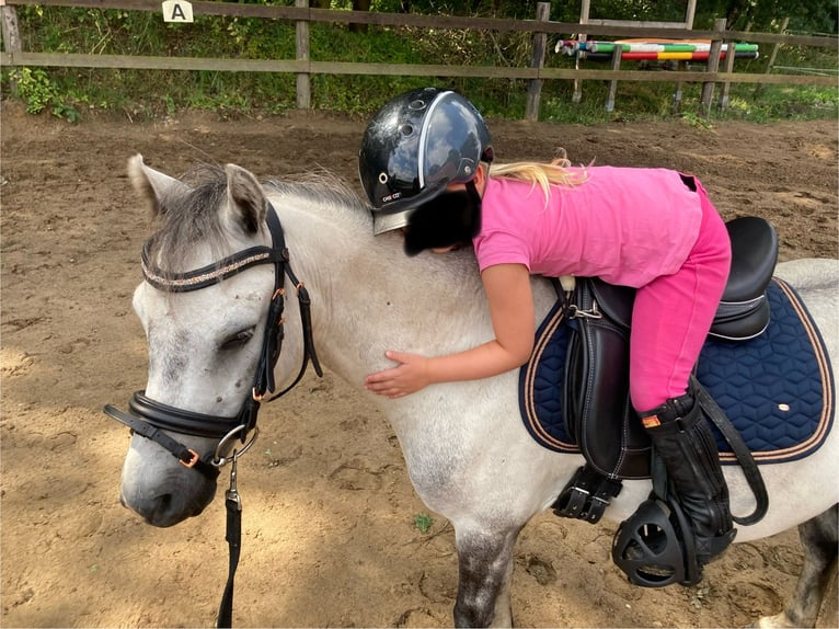 Weitere Ponys/Kleinpferde Wallach 9 Jahre 113 cm Apfelschimmel in F&#xFC;rstenauF&#xFC;rstenau