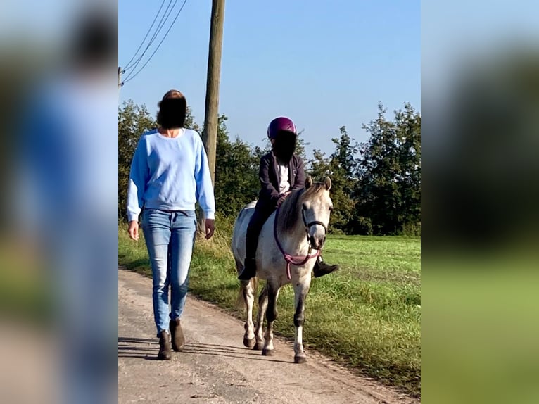 Weitere Ponys/Kleinpferde Wallach 9 Jahre 113 cm Apfelschimmel in F&#xFC;rstenauF&#xFC;rstenau