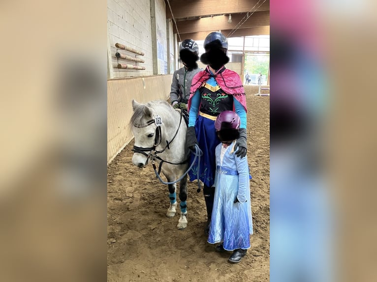 Weitere Ponys/Kleinpferde Wallach 9 Jahre 113 cm Apfelschimmel in F&#xFC;rstenauF&#xFC;rstenau