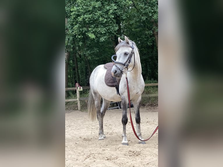 Weitere Ponys/Kleinpferde Wallach 9 Jahre 113 cm Apfelschimmel in F&#xFC;rstenauF&#xFC;rstenau