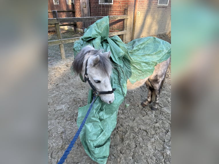 Weitere Ponys/Kleinpferde Wallach 9 Jahre 113 cm Apfelschimmel in F&#xFC;rstenauF&#xFC;rstenau