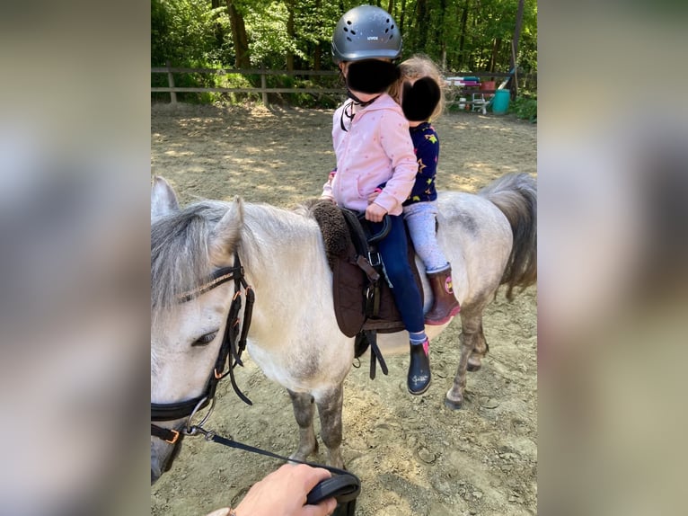 Weitere Ponys/Kleinpferde Wallach 9 Jahre 113 cm Apfelschimmel in F&#xFC;rstenauF&#xFC;rstenau