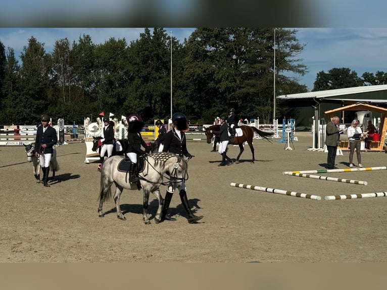 Weitere Ponys/Kleinpferde Wallach 9 Jahre 113 cm Apfelschimmel in F&#xFC;rstenauF&#xFC;rstenau