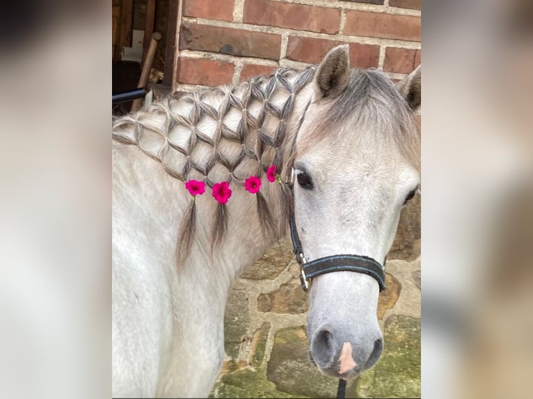 Weitere Ponys/Kleinpferde Wallach 9 Jahre 113 cm Apfelschimmel in F&#xFC;rstenauF&#xFC;rstenau