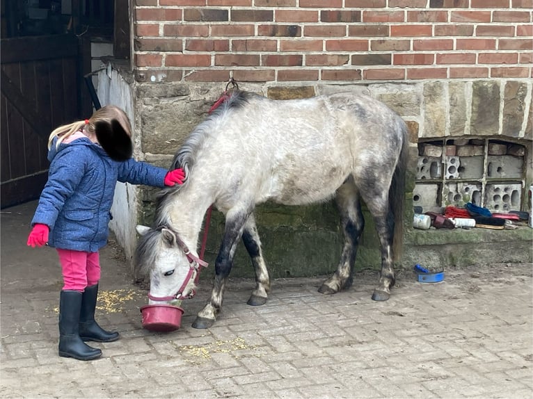 Weitere Ponys/Kleinpferde Wallach 9 Jahre 113 cm Apfelschimmel in F&#xFC;rstenauF&#xFC;rstenau