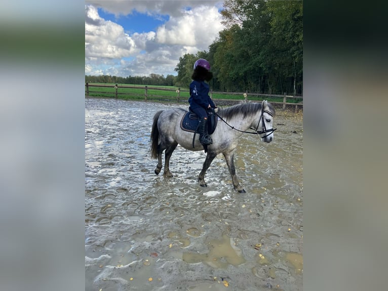 Weitere Ponys/Kleinpferde Wallach 9 Jahre 113 cm Apfelschimmel in F&#xFC;rstenauF&#xFC;rstenau