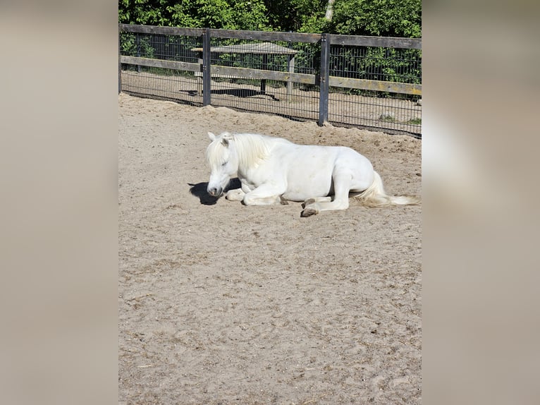 Weitere Ponys/Kleinpferde Wallach 9 Jahre 115 cm Schimmel in Fehmarn
