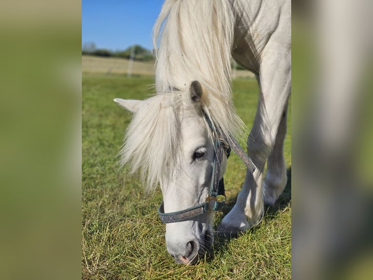 Weitere Ponys/Kleinpferde Wallach 9 Jahre 115 cm Schimmel in Fehmarn