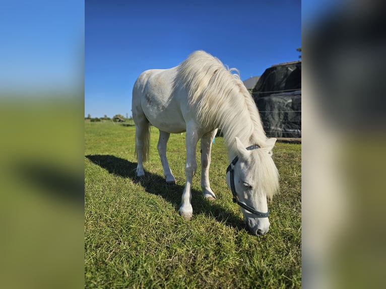 Weitere Ponys/Kleinpferde Wallach 9 Jahre 115 cm Schimmel in Fehmarn