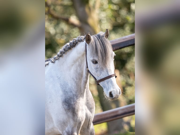 Weitere Ponys/Kleinpferde Wallach 9 Jahre 118 cm  in GROTE-BROGEL