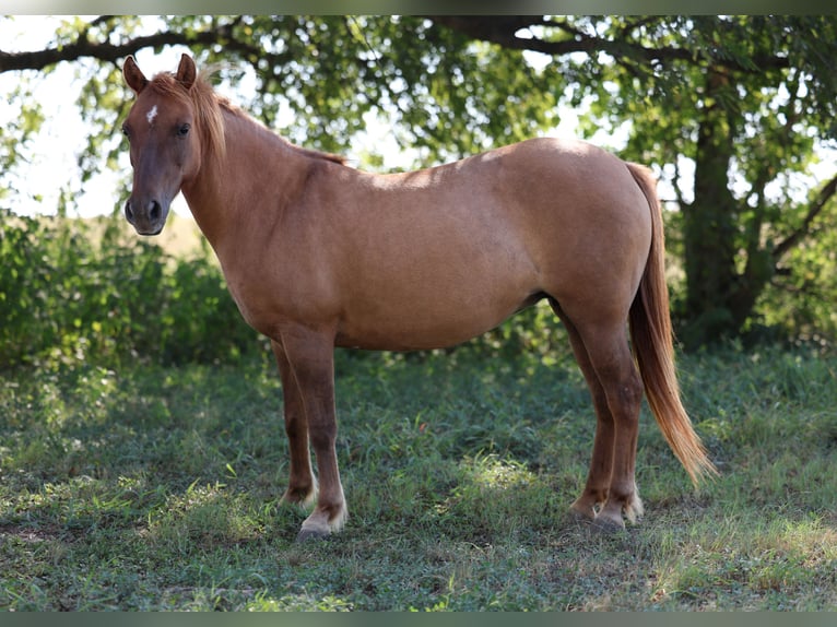 Weitere Ponys/Kleinpferde Wallach 9 Jahre 119 cm Red Dun in Forney