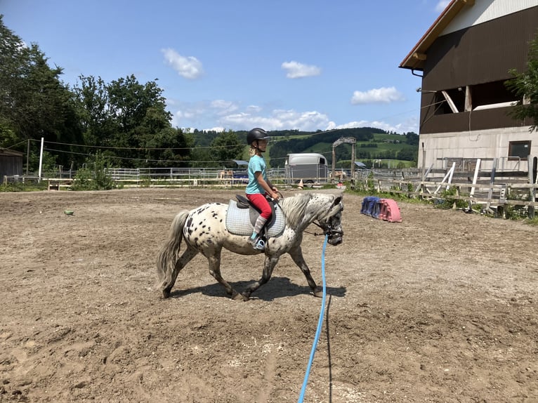 Weitere Ponys/Kleinpferde Wallach 9 Jahre 120 cm Tigerschecke in St.Georgen an der Leys