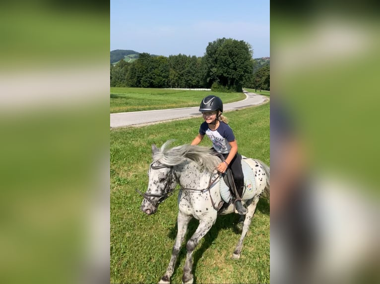 Weitere Ponys/Kleinpferde Wallach 9 Jahre 120 cm Tigerschecke in St.Georgen an der Leys