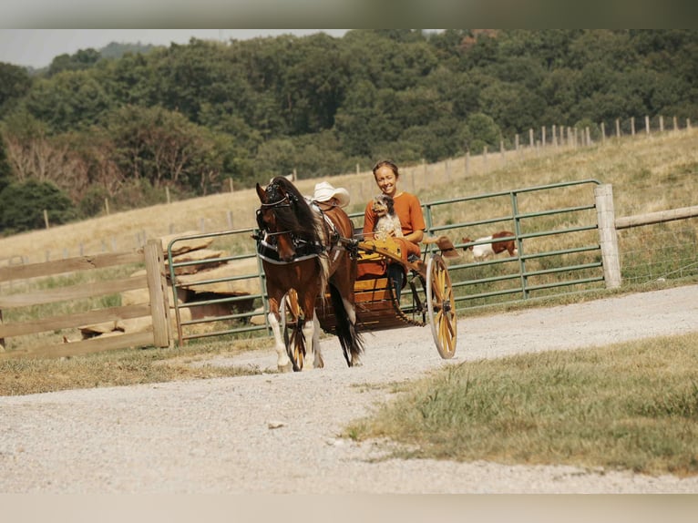 Weitere Ponys/Kleinpferde Wallach 9 Jahre 122 cm Schecke in Fresno