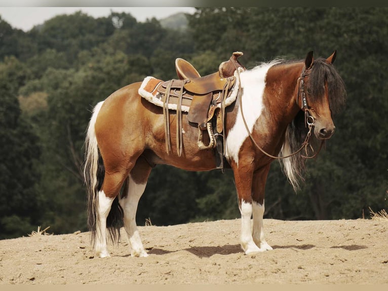 Weitere Ponys/Kleinpferde Wallach 9 Jahre 122 cm Schecke in Fresno