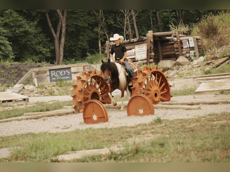 Weitere Ponys/Kleinpferde Wallach 9 Jahre 122 cm Schecke in Fresno