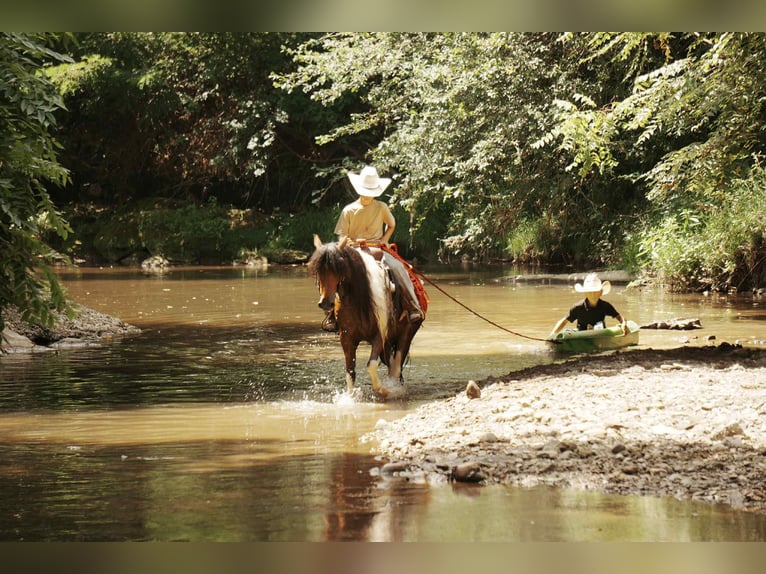 Weitere Ponys/Kleinpferde Wallach 9 Jahre 122 cm Schecke in Fresno