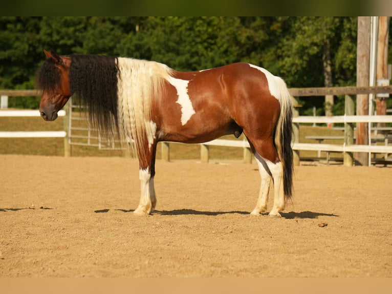Weitere Ponys/Kleinpferde Wallach 9 Jahre 122 cm Schecke in Fresno