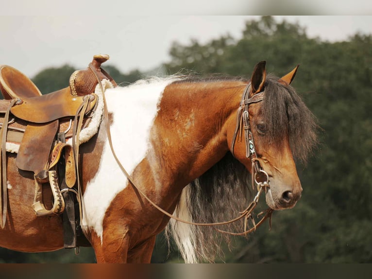 Weitere Ponys/Kleinpferde Wallach 9 Jahre 122 cm Schecke in Fresno