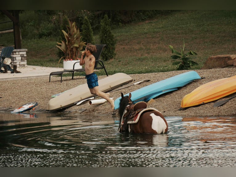 Weitere Ponys/Kleinpferde Wallach 9 Jahre 122 cm Schecke in Fresno